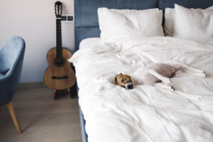 Dog on custom-sized mattress